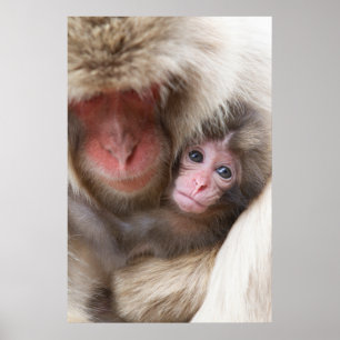 Kutest Baby Animals Sneeuwaap Poster
