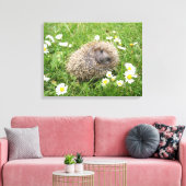 Kutest Baby Animals | Spaanse egel Canvas Afdruk (Insitu (Woonkamer))