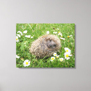 Kutest Baby Animals Spaanse egel Canvas Afdruk
