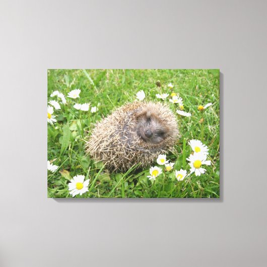 Kutest Baby Animals | Spaanse egel Canvas Afdruk (Voorkant)