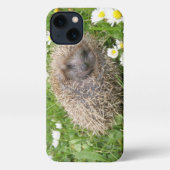 Kutest Baby Animals | Spaanse egel iPhone Hoesje (Achterkant)