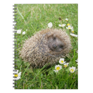 Kutest Baby Animals   Spaanse egel Notitieboek