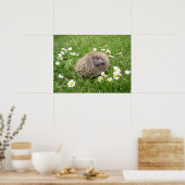 Kutest Baby Animals | Spaanse egel Poster (Keuken)