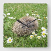 Kutest Baby Animals | Spaanse egel Vierkante Klok (Voorkant)