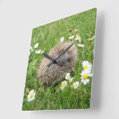 Kutest Baby Animals | Spaanse egel Vierkante Klok (Hoek)