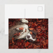 Kutest Baby Animals | Spaniel in najaarsbladeren Briefkaart (Voorkant / Achterkant)