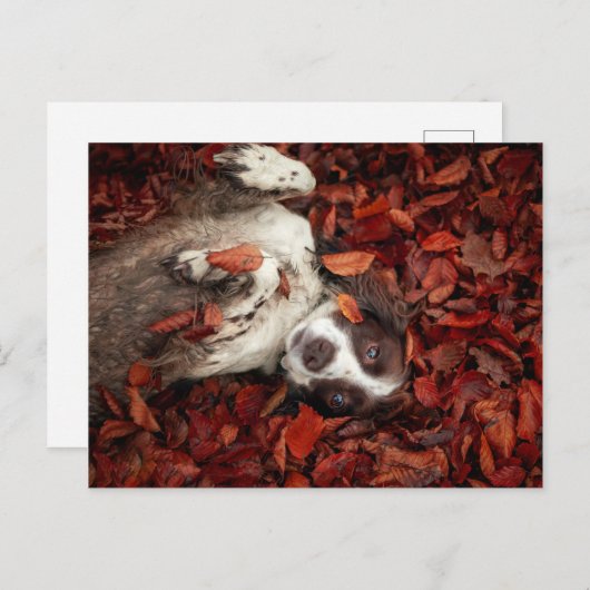 Kutest Baby Animals | Spaniel in najaarsbladeren Briefkaart (Voorkant / Achterkant)