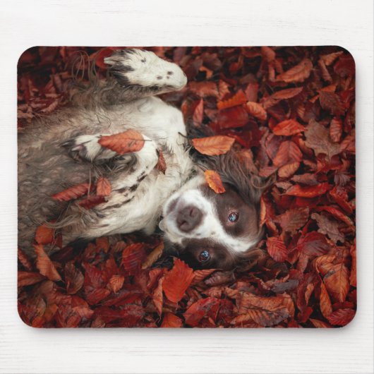 Kutest Baby Animals | Spaniel in najaarsbladeren Muismat (Voorkant)