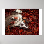 Kutest Baby Animals | Spaniel in najaarsbladeren Poster (Voorkant)