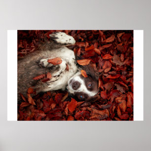 Kutest Baby Animals Spaniel in najaarsbladeren Poster