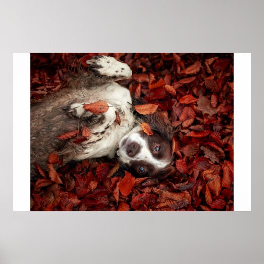 Kutest Baby Animals | Spaniel in najaarsbladeren Poster (Voorkant)