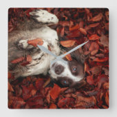 Kutest Baby Animals | Spaniel in najaarsbladeren Vierkante Klok (Voorkant)