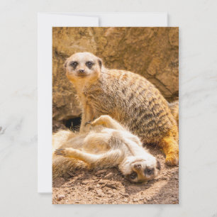 Kutest Baby Animals Speelgoed Meerkats Bedankkaart
