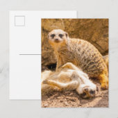 Kutest Baby Animals | Speelgoed Meerkats Briefkaart (Voorkant / Achterkant)