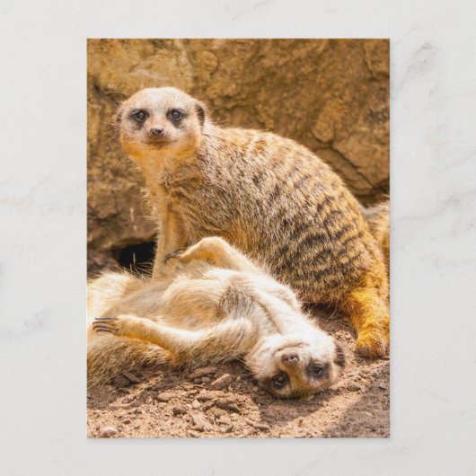 Kutest Baby Animals | Speelgoed Meerkats Briefkaart (Voorkant)