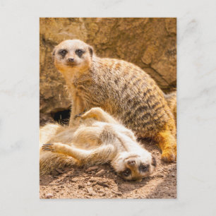 Kutest Baby Animals   Speelgoed Meerkats Briefkaart