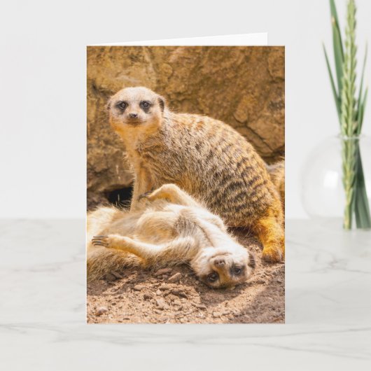Kutest Baby Animals | Speelgoed Meerkats Kaart (Voorkant)