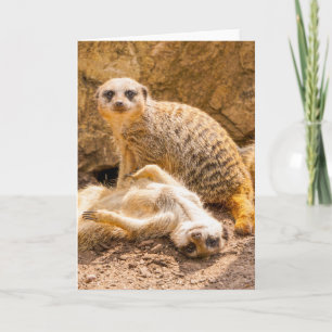 Kutest Baby Animals   Speelgoed Meerkats Kaart
