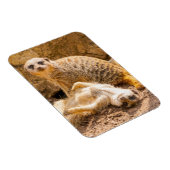 Kutest Baby Animals | Speelgoed Meerkats Magneet (Rechterzijde)