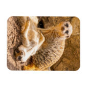 Kutest Baby Animals | Speelgoed Meerkats Magneet (Horizontaal)