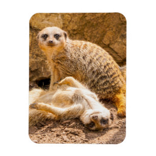 Kutest Baby Animals   Speelgoed Meerkats Magneet