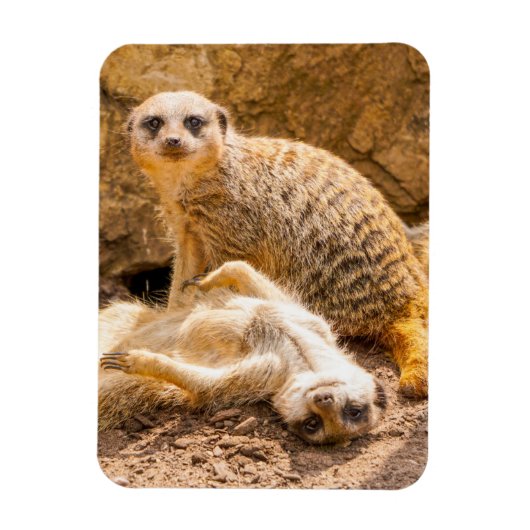 Kutest Baby Animals | Speelgoed Meerkats Magneet (Verticaal)