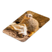 Kutest Baby Animals | Speelgoed Meerkats Magneet (Linkerzijde)