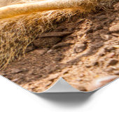 Kutest Baby Animals | Speelgoed Meerkats Poster (Hoek)