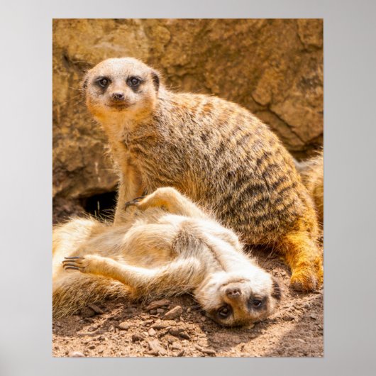 Kutest Baby Animals | Speelgoed Meerkats Poster (Voorkant)