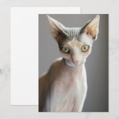 Kutest Baby Animals | Sphinx Cat Bedankkaart (Voorkant / Achterkant)