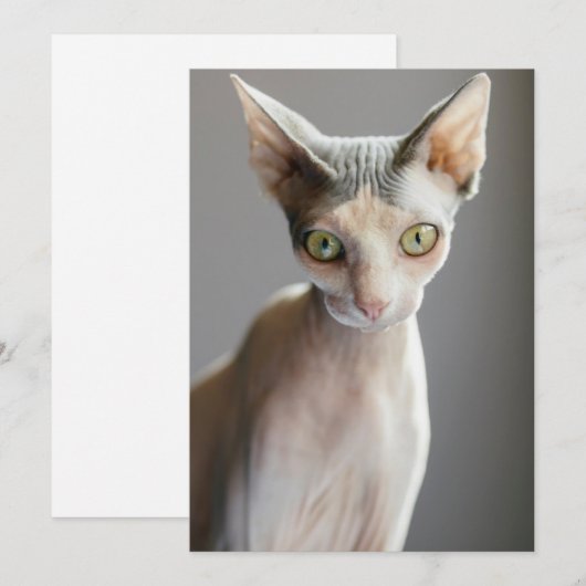 Kutest Baby Animals | Sphinx Cat Bedankkaart (Voorkant / Achterkant)