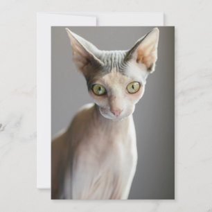Kutest Baby Animals Sphinx Cat Bedankkaart