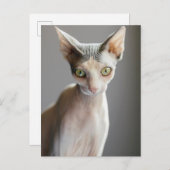 Kutest Baby Animals | Sphinx Cat Briefkaart (Voorkant / Achterkant)
