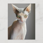 Kutest Baby Animals | Sphinx Cat Briefkaart (Voorkant)