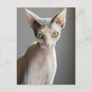 Kutest Baby Animals   Sphinx Cat Briefkaart