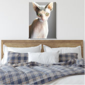 Kutest Baby Animals | Sphinx Cat Canvas Afdruk (Insitu (Slaapkamer))