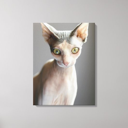 Kutest Baby Animals | Sphinx Cat Canvas Afdruk (Voorkant)