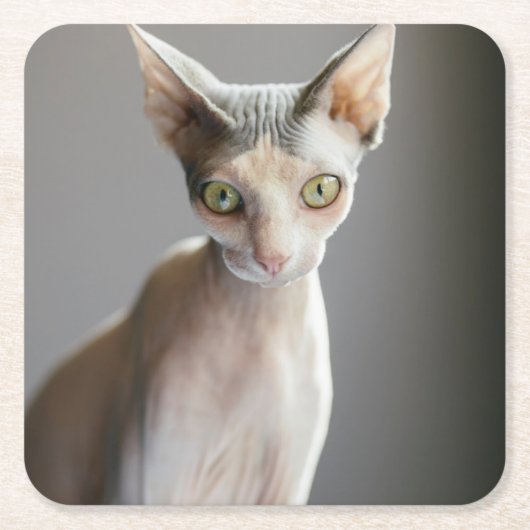 Kutest Baby Animals | Sphinx Cat Kartonnen Onderzetters (Voorkant)