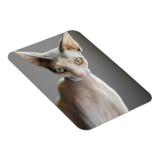 Kutest Baby Animals | Sphinx Cat Magneet (Rechterzijde)