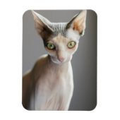 Kutest Baby Animals | Sphinx Cat Magneet (Verticaal)