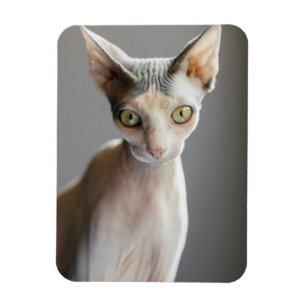 Kutest Baby Animals   Sphinx Cat Magneet