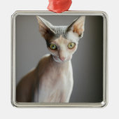 Kutest Baby Animals | Sphinx Cat Metalen Ornament (Voorkant)