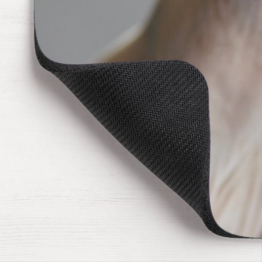 Kutest Baby Animals | Sphinx Cat Muismat (Hoek)