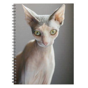 Kutest Baby Animals   Sphinx Cat Notitieboek