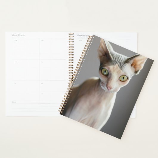 Kutest Baby Animals | Sphinx Cat Planner (Display)
