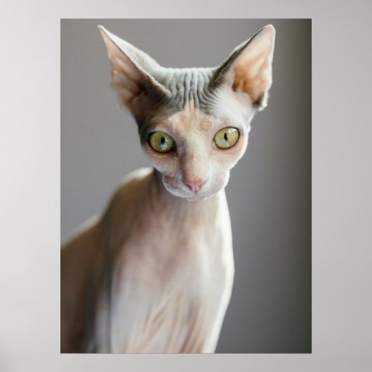 Kutest Baby Animals | Sphinx Cat Poster (Voorkant)