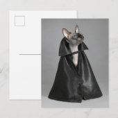 Kutest Baby Animals | Sphynx Hairless Cat Briefkaart (Voorkant / Achterkant)
