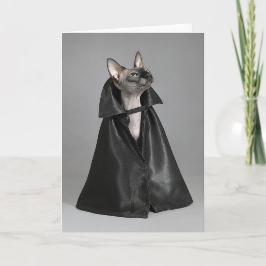 Kutest Baby Animals | Sphynx Hairless Cat Kaart (Voorkant)