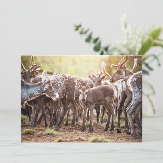 Kutest Baby Animals | Svalbard Reindeer Bedankkaart (Staand voorkant)