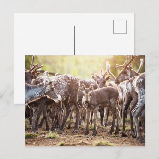 Kutest Baby Animals | Svalbard Reindeer Briefkaart (Voorkant / Achterkant)